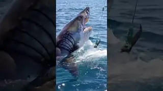 Fishing Surprise Gone Wrong With A Huge Shark!