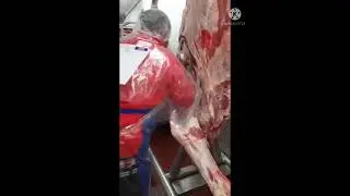 Break down beef forequarter