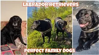 Labrador Retrievers ❤️  The Perfect Family Dogs ! 🐶 always keep us busy all the time 