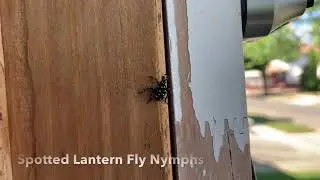 What are the small black bugs with white dots? Philadelphia and Lansdowne , PA