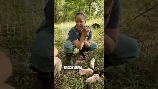 Bacon Seeds!!!