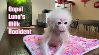 Baby monkey Luna&rsquo;s unexpected problem after drinking too much milk