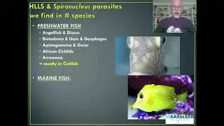 Fish Disease Case 3 Hole in the Head Syndrome, Head & Lateral Line Syndrome: Cichlids,, marine fish