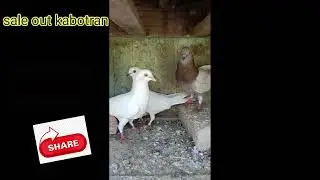 sale out kabooter|YouTube channel crazy birds 🕊️🕊️🕊️🕊️🕊️