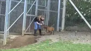 Volunteering video - Animals in need Maxicare