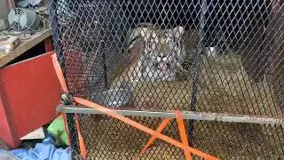 TIGER was found inside of an abandoned house
