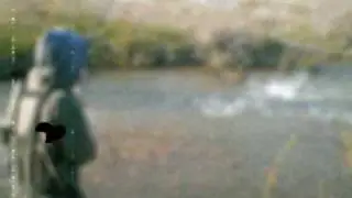 Crazy Small Stream Steelies: Steelhead Fishing