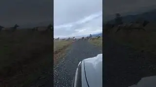 Incredible Oregon Elk Herd ALWAYS ONE LATE TO PARTY #elk #elkhunting #wildlife #oregoncoast #pnw