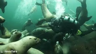 Scuba diver plays with a group of sea lions like puppies.