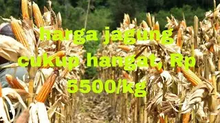 Panen jagung hibrida bisi18 mix NK perkasa hasil nya luar biasa 🌽🌽🌽