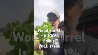 WILD Edibles: Have You Ever Tried Wood Sorrel? #wild #edible #wildedibles #woodsorrel
