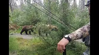 Alaskan Brown Bears on the trail to Brooks Falls Katmai National Park