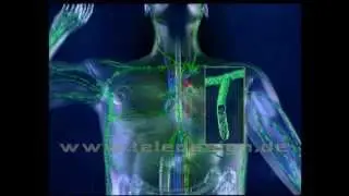 Das Lymphsystem