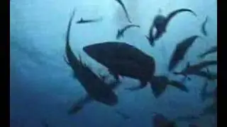Shark Feed - North Horn