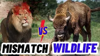 Nature's Quirks:  National Geographic Documentary 2023, wildlife mismatch vba