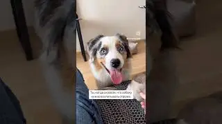 #собака #жизньссобакой #собаки #dog #животные #пёс #топ #pets #юмор #аусси #австралийскаяовчарка