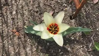 Protect your flowers from the winter snow.