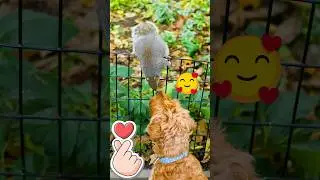 Squeal! Watch This Funny Dog And Squirrel Fall In Love