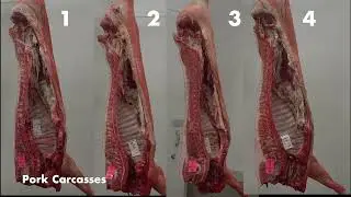 5 Pork Carcass Evaluation Clinic 2021