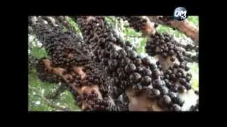 Jaboticaba em Goiás