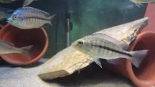 Protomelas labridens