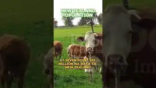 New Zealand animal population