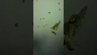 INSECT FALLS DOWN (Fulgora laternaria)