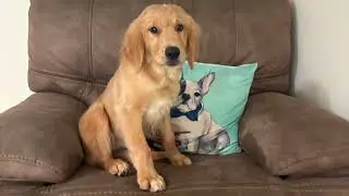 Stella puppy golden retriever 