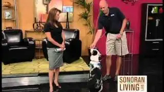 5 dog training tips every pet parent should know