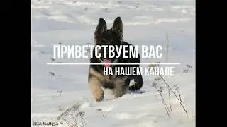 Slow Mo Dog Шоу