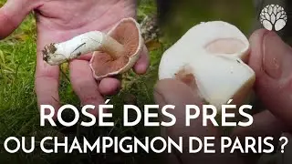 Rosé des prés : un petit air de champignon de Paris !