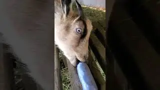 Is this the GOAT of ASMR? 🐐 Salt Block Licking (Satisfying Sound)
