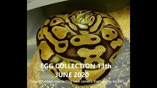 BALL PYTHON  EGG COLLECTING 13TH JUNE 2020
