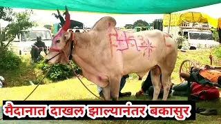 मैदानात दाखल झाल्यानंतर बकासुर साहेब. #bakyadon