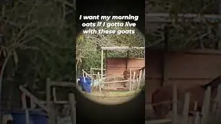 Rowdy #shorts #share #horses #viral #gospel #funnyanimals #youtubeshorts #music #dogs #funnydogs