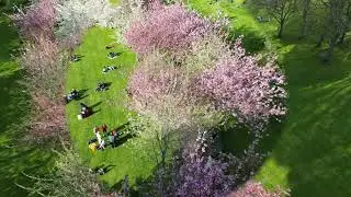 Cheery Blossom - Herbert Park, Ballsbridge, Dublin