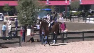 HORSE FOR SALE: Amerika's Luck - Hap Hansen Stables