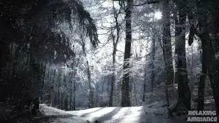 Relaxing ambiance   snowfall in middle of forest with some sunlight glare