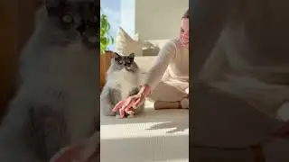 Baby Talks to Cat: &lsquo;Mama Dada&rsquo;&mdash;Cat Says Adorable Response #cute #baby #cat