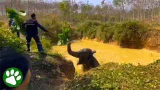 Elephant Trapped in Pond - Rescuers Get Creative
