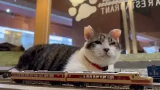 &ldquo;Miracle Lucky 🚂✨ A Story of Life and Hope | Your Support Can Save More Lives&rdquo;