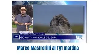 Marco Mastrorilli al Tg1 mattina Giornata mondiale del gufo 