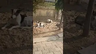 🐶 🐕#yt#mafia#doglover #shots #dog#animals#pets#viralvideo #shorts#shadow#attitude#king#kindness#yt
