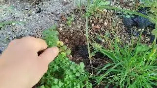 CARDAMINE una insalata spontanea 