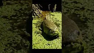 🤯 Unbelievable Fish Discovery in the Countryside! 🎣 You WON'T Believe This! #fishing #countryside