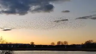 Huge Starling Murmuration, with Hawk Attack