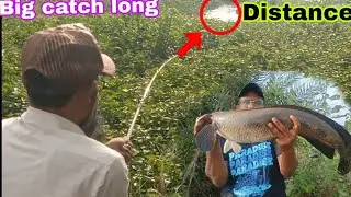 😱 Biggest snakehead attack long distance😱 Biggest snakehead live attack #recodsizesnakehead 