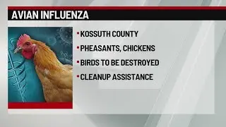USDA confirms first 2026 bird flu case in northern Iowa