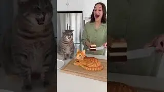 Cat reaction when she cuts the cat cake.😂🍰02