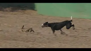 hare and dog run
